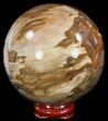 Colorful Petrified Wood Sphere - Cyber Monday Special #49743-1